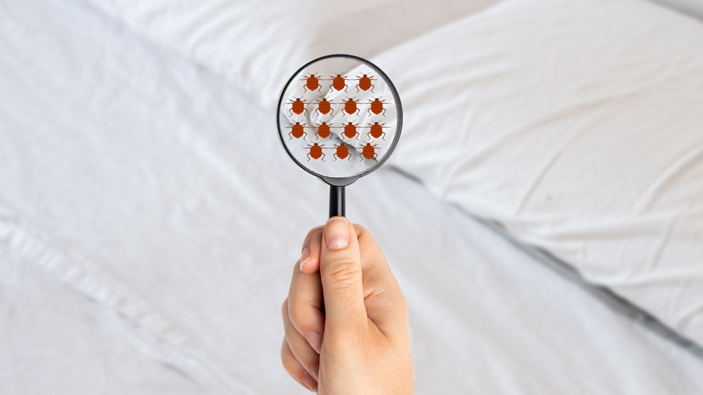 Installation d'une housse protectrice sur matelas avant traitement puces de lit